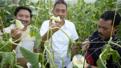 Miliarder Asal Probolinggo Belajar Tanam Melon di Kota Madiun