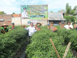 Panen Padi Organik dan Cabai Merah Besar, Nurkholis Apresiasi Upaya Ketahanan Pangan