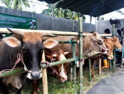 Pengawasan Ternak di Lumajang Jelang Iduladha