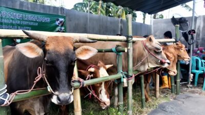 Pengawasan Ternak di Lumajang Jelang Iduladha