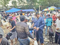 Pemkab Probolinggo Periksa Hewan Ternak di Pasar Maron, Pastikan Hewan Tetap Sehat