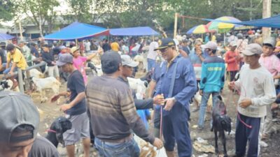 Pemkab Probolinggo Periksa Hewan Ternak di Pasar Maron, Pastikan Hewan Tetap Sehat