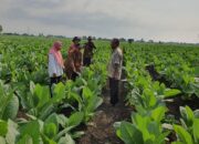 Waduh, Tembakau di Probolinggo Dilaporkan di Serang Penyakit Ker-ker