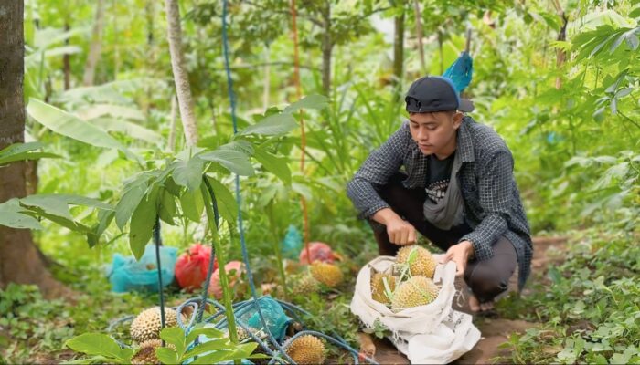 Durian Tiris Kian Diburu, Pedagang Muda Fauzi Kek Pastikan Kualitas Matang di Pohon