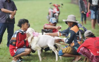 Karapan Kambing Meriahkan Lapangan Jrebeng Lor Probolinggo