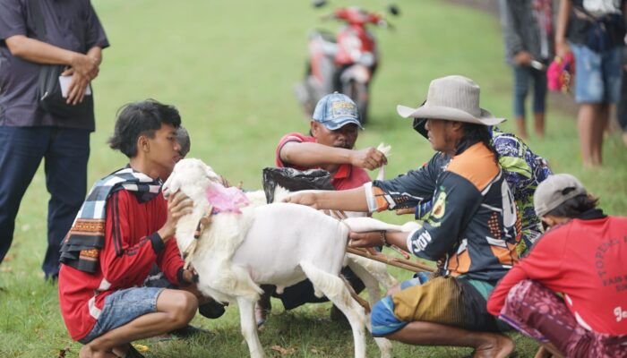 Karapan Kambing Meriahkan Lapangan Jrebeng Lor Probolinggo