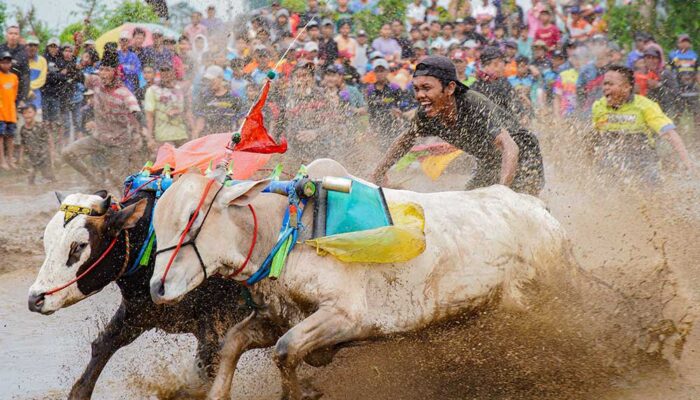 Karapan Sapi Brujul di Probolinggo, Tradisi Balap Sapi di Sawah yang Terus Dilestarikan