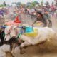 Karapan Sapi Brujul di Probolinggo, Tradisi Balap Sapi di Sawah yang Terus Dilestarikan