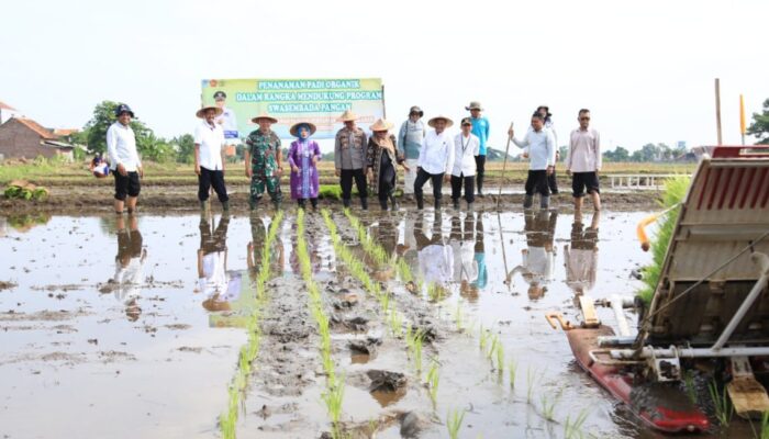 Probolinggo Perluas Penanaman Padi Organik untuk Dukung Swasembada Pangan