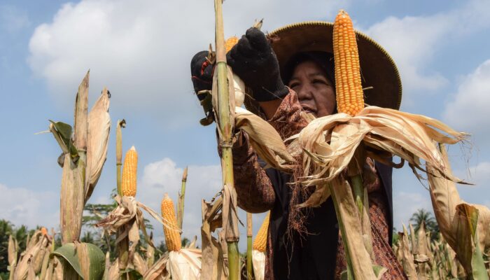 Pemerintah Tetapkan HPP Jagung Rp5.500 per Kilogram